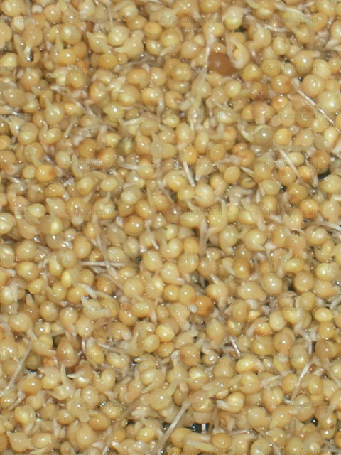 Sprouted Seed